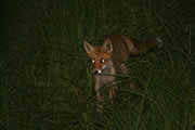 Nachts unterwegs - Fuchs