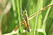 Grashüpfer