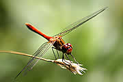 Libelle