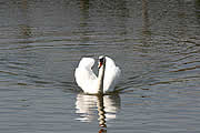 Schwan