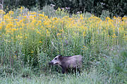 Wildschwein auf der Heide