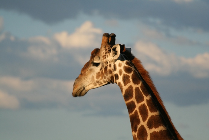 Giraffe auf Otjiwa