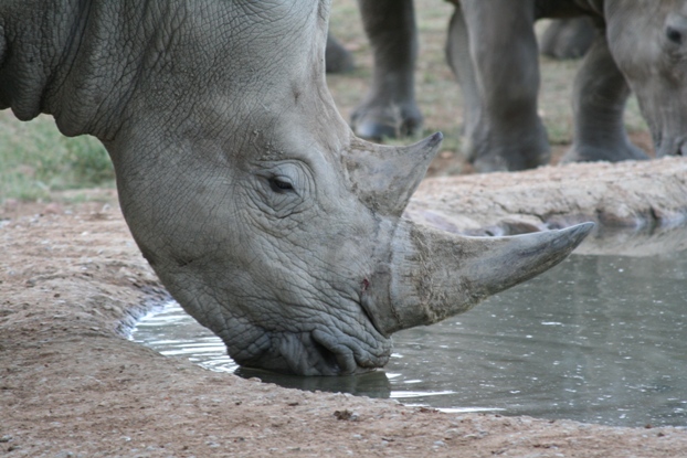 Breitmaulnashorn