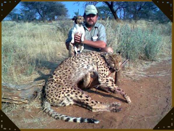 Gepard/Cheetah