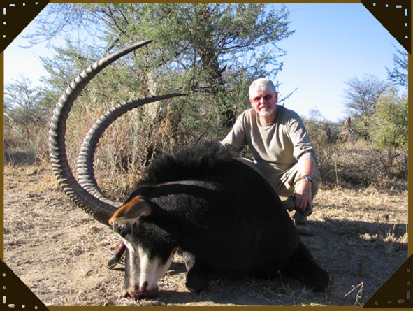 S&auml;belantilope/Sable