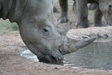 Nashorn Otjiwa Safari Lodge