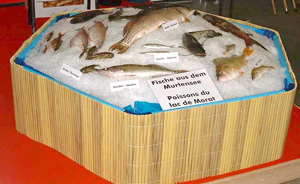 Murtenseefische / Poissons du lac de Morat