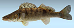 Zander / Sandre