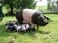Freilandmuseum mit Schweinezucht