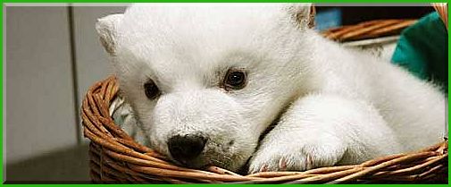 Wilb�r in Stuttgarter Zoo