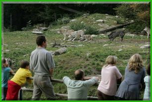 Mitten unter W�lfen im Wildpark Bad Merkendheim