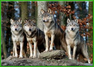 Ob Wolf oder Hund am Grafenhof gibt es viel zu sehen