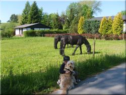 Ideal f�r Kind,Pferd und Hund