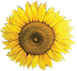 Sonneblume