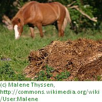 Haufen mit Pferdemist in D&auml;nemark (c) Malene Thyssen, Wikipedia