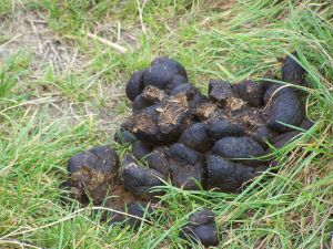Horse Dung - Pferdemist auf der Wiese