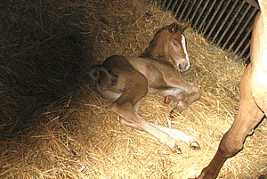 Fohlen aus der Zuchtstute Luisa geb 04.April 2008