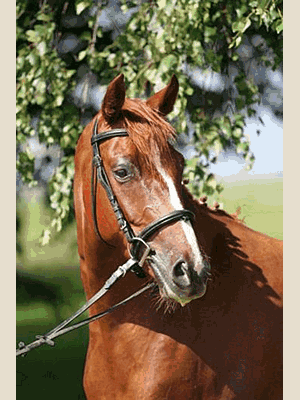 Verkaufspferd Roxy Royal Olympia