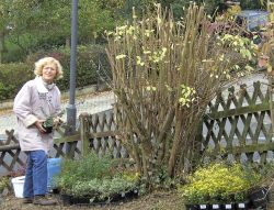 Und seine Frau Gertrud beim pflanzen..