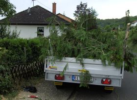 Baum wird entsorgt!