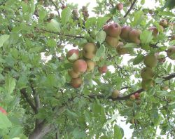 Reiche Ernte nach Obstbaumschnitt