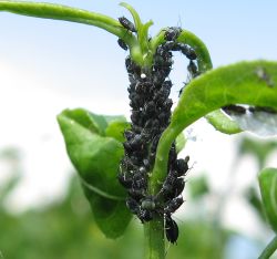 Schwarze L�use