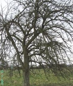 Nicht beschnittener Obstbaum