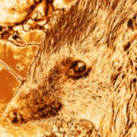Der Igel