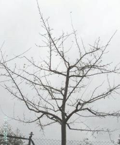 Beschnittener Obstbaum