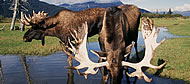 Natur und Tiere