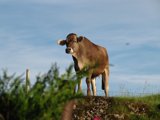 Landschaft und Natur rund um den Ponyhof-Prem