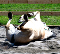Pferdetrekking, Ausritte, Wanderreitstation, Reitplatz, Ausreitgel&auml;nde, Ponyhof-Prem