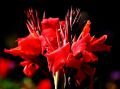 Lady in Red.jpg