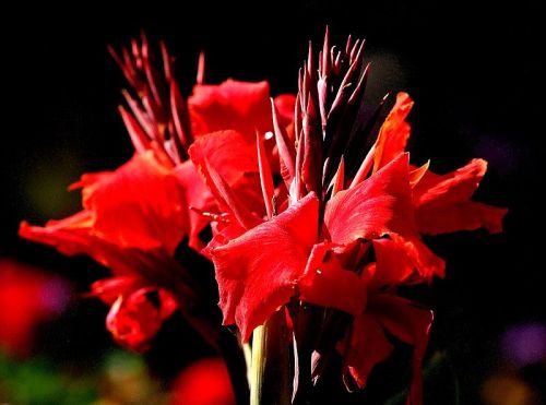Lady in Red.jpg