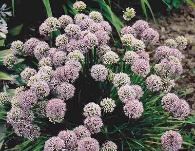 Allium senescens ssp.montanum