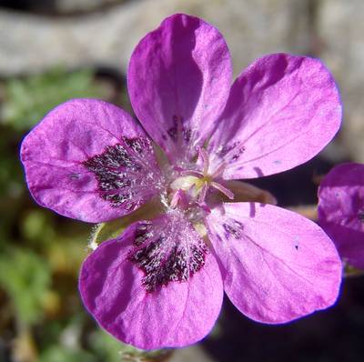 Erodium castellanum