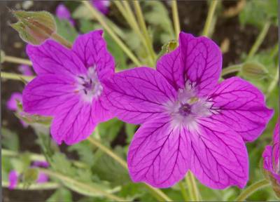 Erodium manescavii