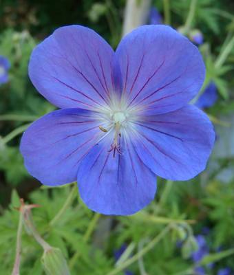 Geranium 'Brookside'