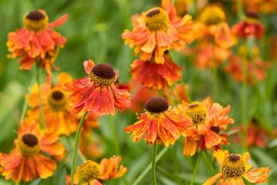 Helenium 'Moerheim Beauty'