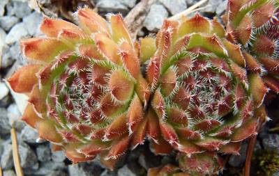 Sempervivum 'Astrid'