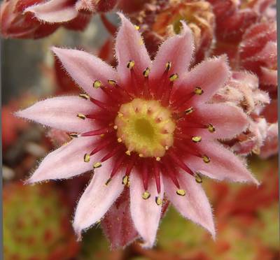 Sempervivum 'Hart'