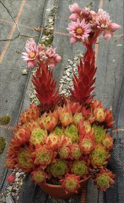Sempervivum 'Hart'