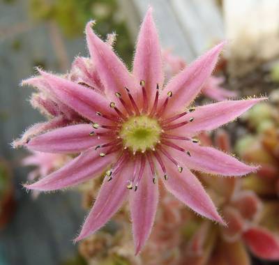 Sempervivum 'Red Wings'