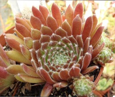 Sempervivum 'Red Wings'