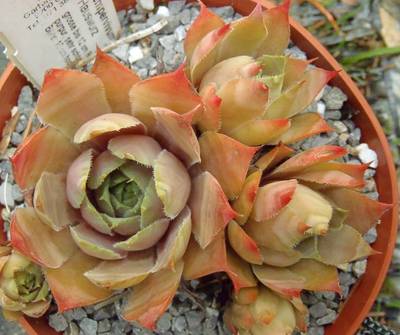 Sempervivum 'Lady Kelly'