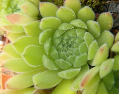 Sempervivum 'Greenwich Time'