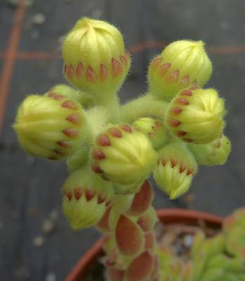 Sempervivum 'Greenwich Time'