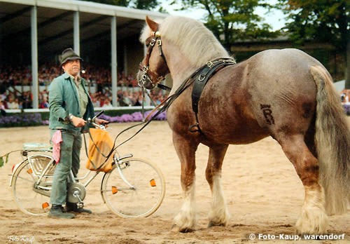 © Foto-Kaup, Warendorf