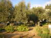 <b>Jerusalemreise - Garten Getsemane</b><br>Heute findet man im Garten Getsemane etwa 1000 Jahre alte Olivenbäume.<br />