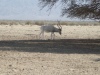 <b>Israelreise - Naturkpark Hai-Bar</b><br>Der Naturpark Hai-Bar im Süden von Israel